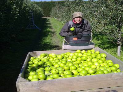 Picking apples