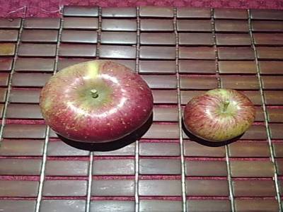 Picking apples