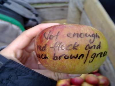 Picking apples