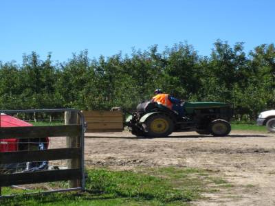 Picking apples