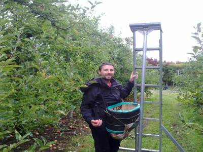Picking apples