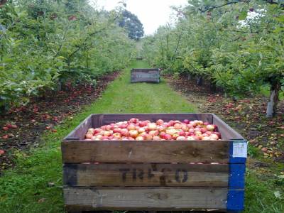 Picking apples