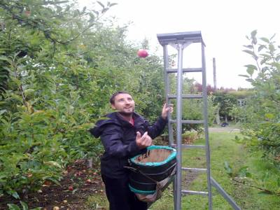 Picking apples