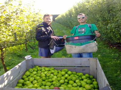Picking apples