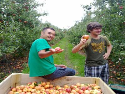 Picking apples