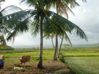 Paysage balinais