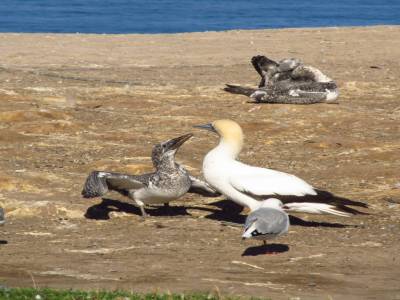 Cape Kidnappers