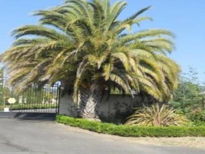 Les palmiers de la Californie