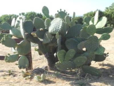 Les cactus de la Californie