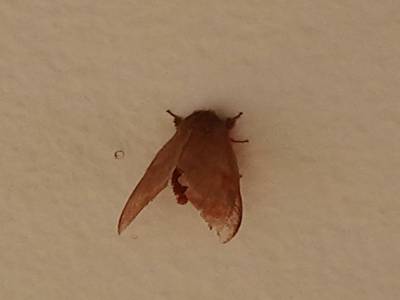 Un papillon cendre