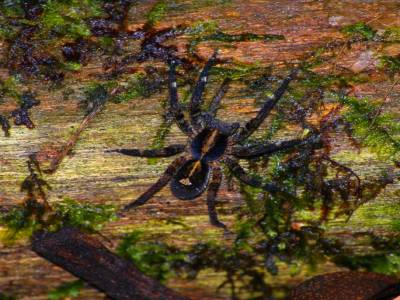 Une "petite" araignée