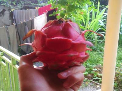 Un pitaya ou fruit du dragon