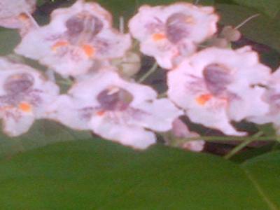 fleurs