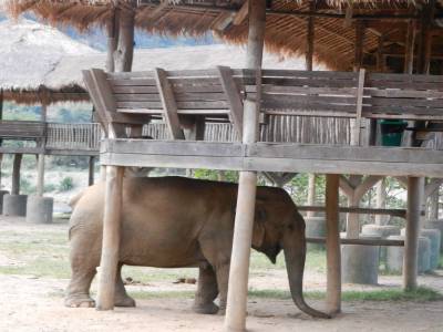 Elephant Nature Park