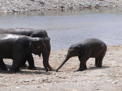 Le bain familial