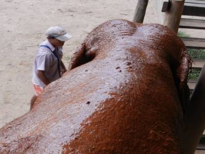 Un éléphant vu d'en haut, plein de boue !