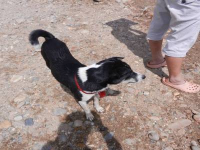 Y'a des chiens aussi, plus de 300 !