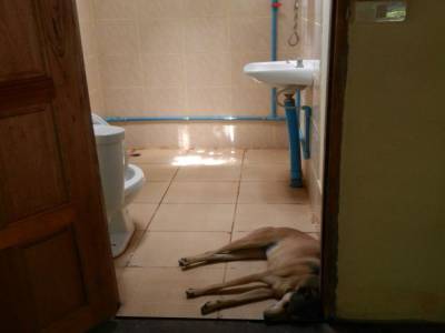 Des chiens partout ! même dans les salles de bain