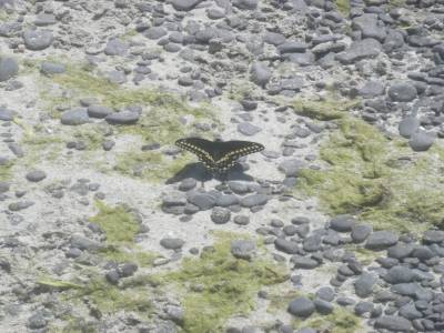 mon dieu... un PAPILLON !!