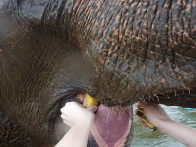 Slurp !