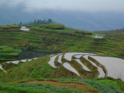 Rice Terraces Ping'an