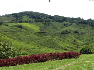 plantations de the