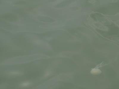 meduse