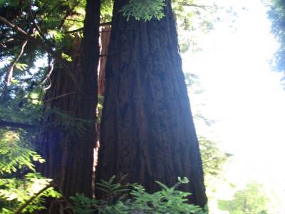 Muir Forest