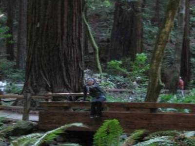 Muir Forest