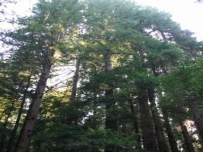 Muir Forest
