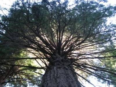 Muir Forest