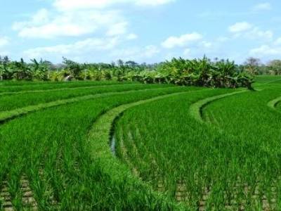 Rizières près de Balian