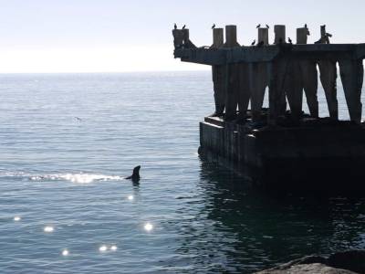 Leones de mar
