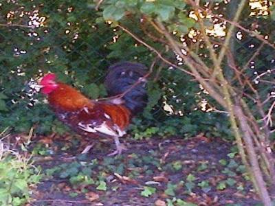 Coq du comité d'accueil du camping