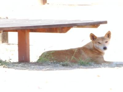 Dingo plus tellement sauvage, sur le parking. Il attend que les touristes oublient de la nourriture et hop, il la mange