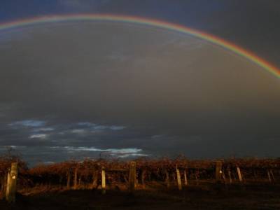 Arc en Ciel sur les vignes 