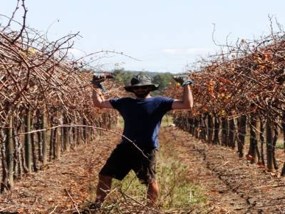 Dans les vignes, mon Titi au travaille