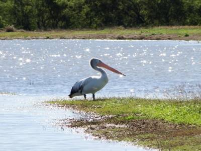 A cote des vignes, petit lac et gros oiseau