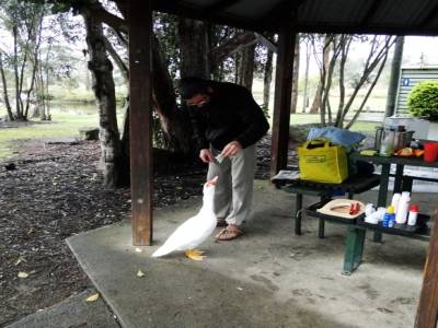 Petit Dej a Gympie et Titi qui se lie d'amitie avec les canards