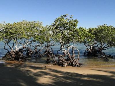 la mangrove