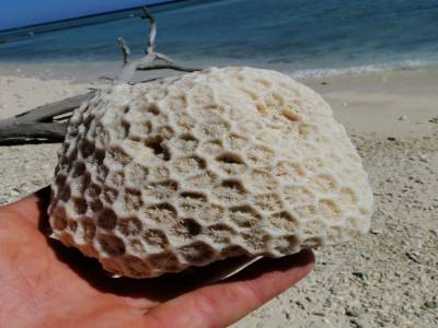 Corail