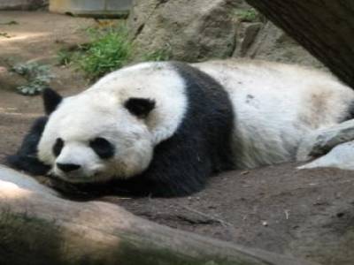 Zoo de San Diego