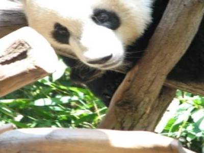 Zoo de San Diego