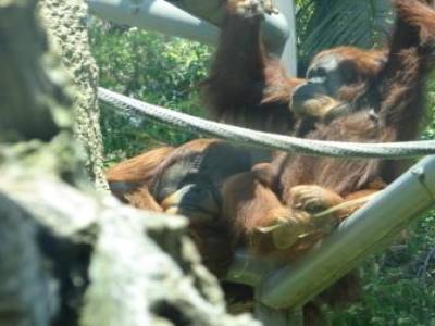 Zoo de San Diego