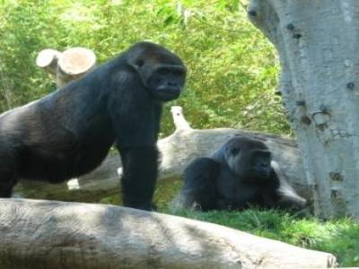 Zoo de San Diego