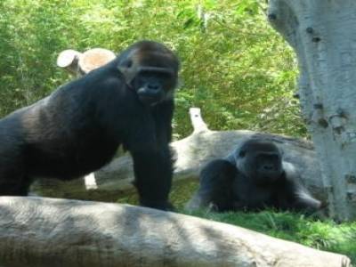 Zoo de San Diego