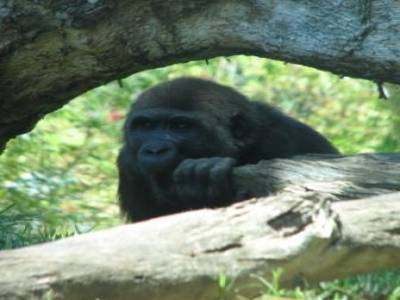 Zoo de San Diego