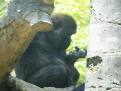 Zoo de San Diego