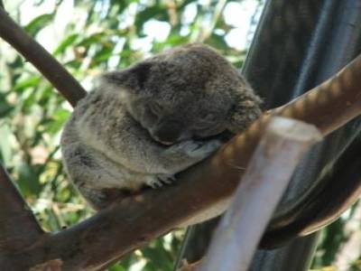 Zoo de San Diego