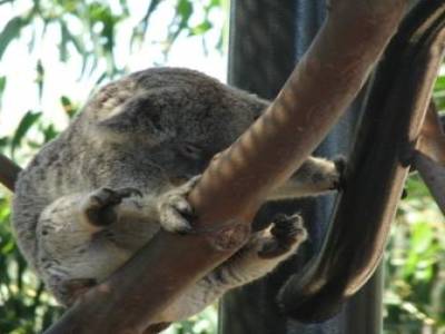 Zoo de San Diego